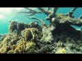Free Diving Isla Diablo - San Blas, Panama (song ...