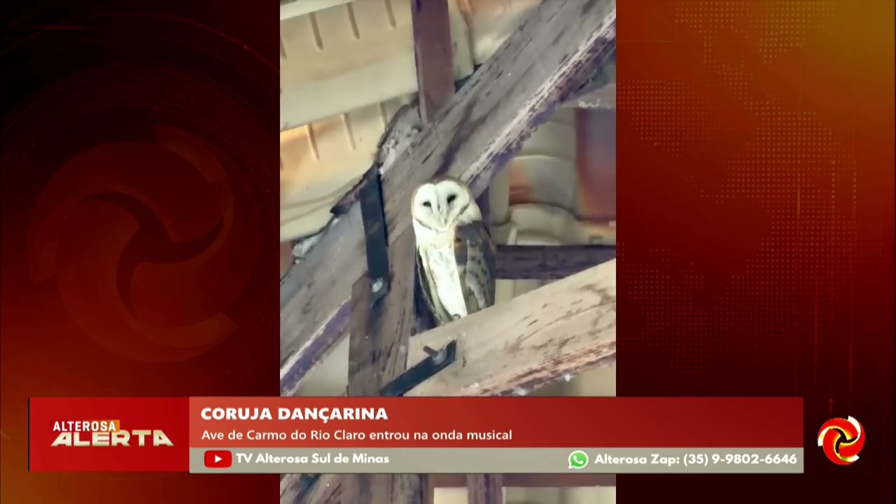 Coruja dança ao som de música em Carmo do Rio Claro