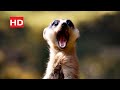 Nala Attacks Pumbaa And Meets Simba The Lion King 2019 4 6