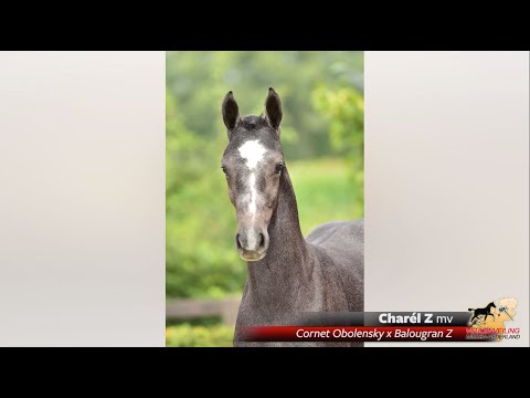 Charél Z (Cornet Obolensky x Balougran Z)