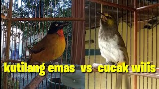 Download lagu kolaborasi cucak wilis gacor vs kutilang emas gacor mp3