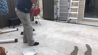 How to wash dog pee off the concrete