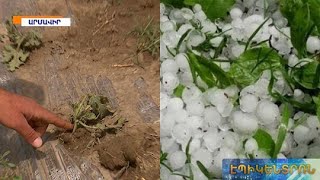 Տեղատարափ անձրևն ու հզոր քամին մեծ վնաս են հասցրել գյուղատնտեսությանը. բողոքի ակցիա