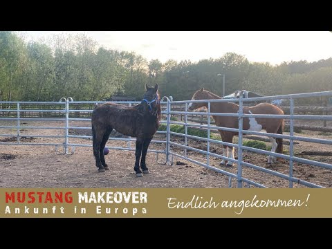 MUSTANG MAKEOVER 2022 - Endlich sind die wilden Mustangs in Europa angekommen