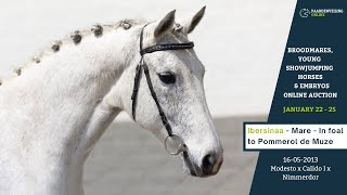 Opaline GPH (daughter of Ibersinaa)