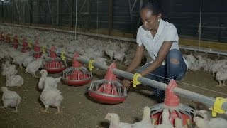 Solar Powers Chickens in Jamaica