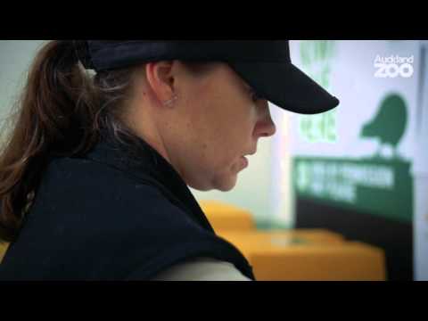 Zoo Tales - First kiwi eggs of the Operation Nest Egg season