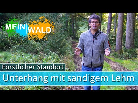 🌎🌱Waldbau im Unterhang auf frischem sandigem Lehm - Forstlicher Standort #2