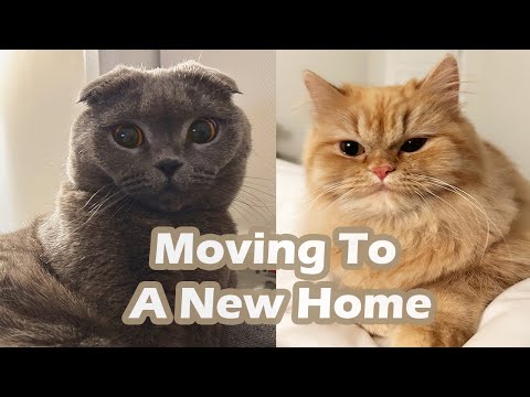 Sister Minnie is Moving to a New Home