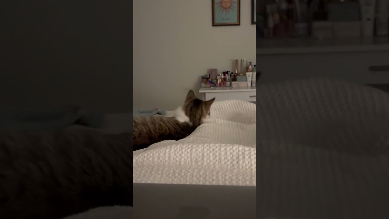 Enlarge Morgana, a Adoptable Domestic Short Hair in New York, NY video 6/6