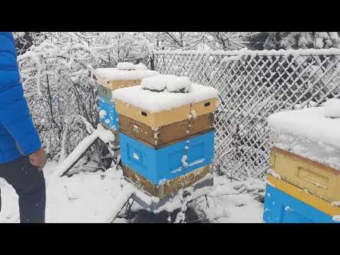 Pierwszy śnieg w Pasiece jesień/zima 2020