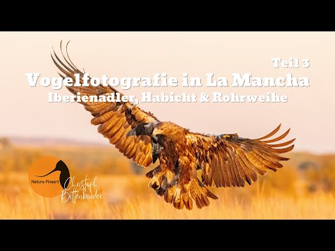 Vogelfotografie in La Mancha, Spanien – Iberienadler, Habicht & Rohrweihe | Bird Photography, Teil 3