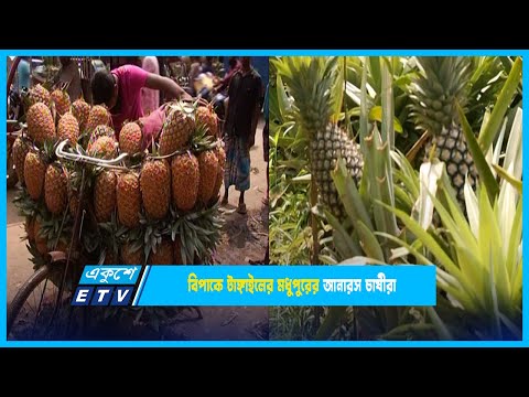 খরচ অতিরিক্ত বেড়ে যাওয়ায় বিপাকে টাঙ্গাইলের মধুপুরের আনারস চাষীরা | ETV News
