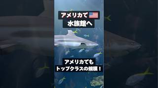 シカゴの巨大水族館へ🐠アメリカの中でもかなり大きいらしい。エイに触れるエリアがあたり、でかい魚もいてアメリカンな楽しい水族館でした。#アメリカ生活 #駐在妻 #シカゴ #駐在妻 #水族館