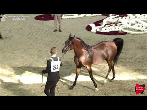 239 NASHMI AL HAWAJER Sharjah International 2018