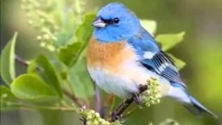 Flora Gashi - Zogu Im I Vogel