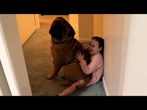 200-pound bullmastiff captures little girl at 3 a.m. — What parents found is SHOCKING