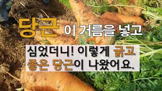 당근 이 거름 넣고 심었더니 이렇게 굵고 좋은 당근 수확 했어요!