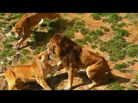 メス同士のケンカを止めるオスライオン（多摩動物公園）Male lion stopping fight