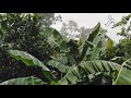 Mazhaye Thu Mazhaye Rain At Village Whatsapp Status