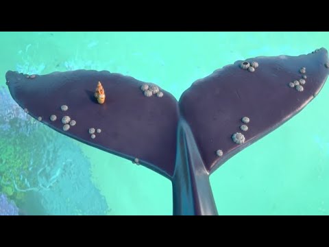 Eine Schnecke erkundet die Welt @grueffelowelt  | Zusammenschnitt