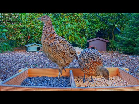 Highlights Today (hedgehogs, pheasants, squirrel...) Recke, Germany - Aug 04, 2020