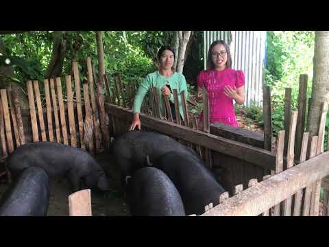 Rural Myanmar Women Prosper with Pig Farming