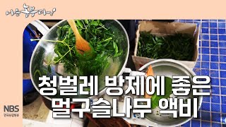 [나는농부다 313회] 청벌레 방제에 좋은 친환경 멀구슬나무 액비