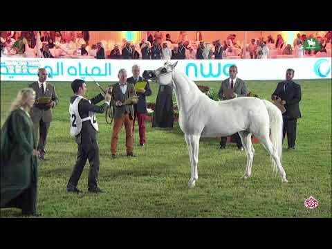 N 202 SA MINERVA   KAAHC 2019   Mares 10+ Years Old Class 6A