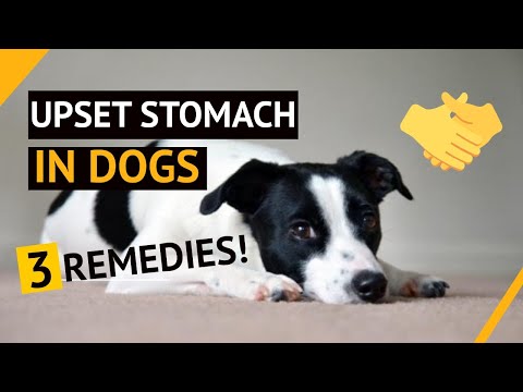 🤢🐶3 REMEDIES For Upset Stomach In Dogs