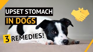 🤢🐶3 REMEDIES For Upset Stomach In Dogs