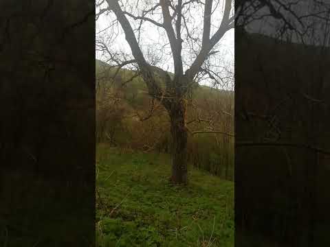 Comuna Visinesti județul Dâmbovița