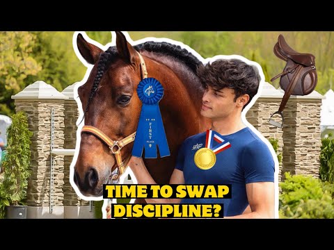 DRESSAGE STALLION BECOMES HUNTER JUMPER FOR A DAY