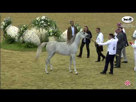 N 40 BUTHAINA LAFFAN   Qatar Peninsula Horse Show for Individual Owners 2022   Fillies 2 Years Old C