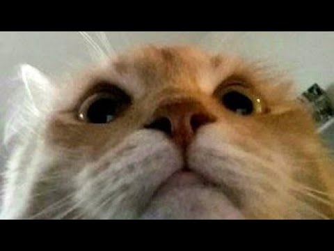 Stray Cat Meow Compilation qtates gato funny cats