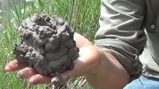 How to Dig Up Crayfish, Crawdads, Crawfish, and Mud Bugs  (Crawfish Noodling)