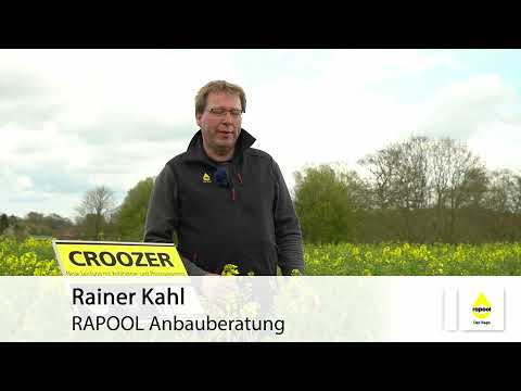 RAPOOL: CROOZER - Stabile Leistung mit Kohlhernie- und Phomaresistenz