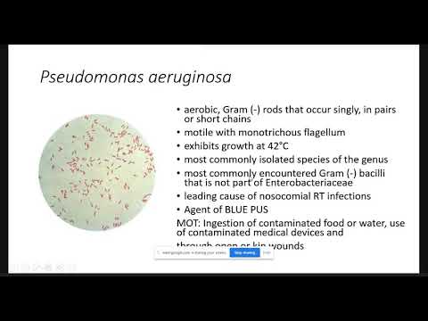 Non Fermentative Gram Negative Bacilli