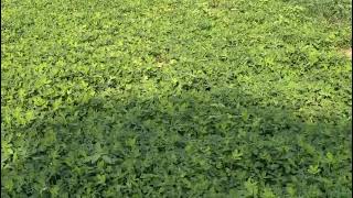 AAJ Fir Mama Ke Khet Me