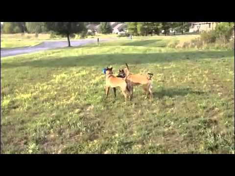 "Crash" and "Kovu" Re-Unite!