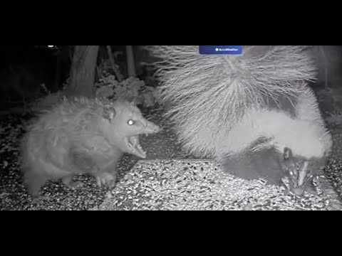 Opossum Growls and Bites Skunk, Fight (possible spray?) ... BWHQ Bird Feeder Akron, OH