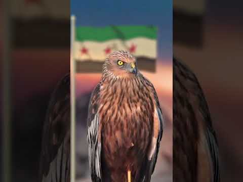 شاهين إكسبرس video thumbnail