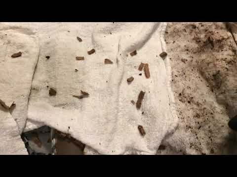 Wormageddon: Migration Method Bin for the BANNED Worm Foods