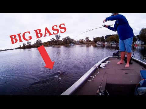 Squarebill Bass Fishing (BIG BASS)