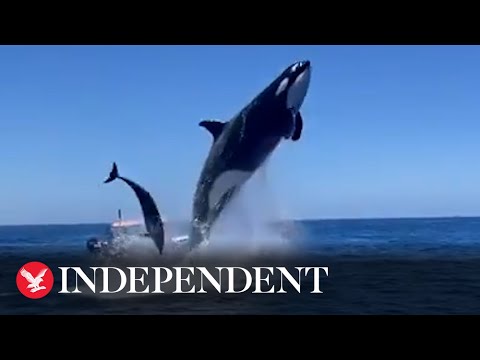 Orca leaps in the air during dolphin hunt
