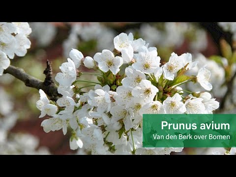 Prunus avium - Van den Berk over Bomen