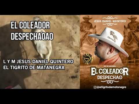 EL COLEADOR DESPECHAO JESUS DANIEL QUINTERO EL TIGRITO DE MATANEGRA