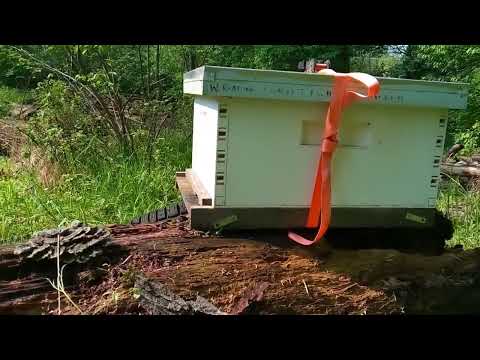 Watch a Swarm Moving in! | Swarm Trapping | Bait hive