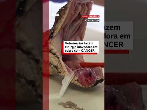 Veterinários fazem cirurgia inovadora em cobra com câncer