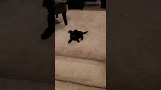 Chorkie Puppies Videos